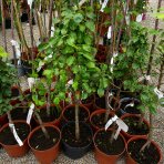 Mini hruška nízkokmenná (Pyrus communis) ´GARDEN PEARL´® - jesenná, výška 60-90 cm, kont. C5L